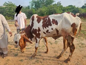 Red Dotted White Bull