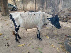 White and Black Bull Gambia