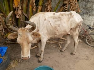 Redish White Bull Gambia