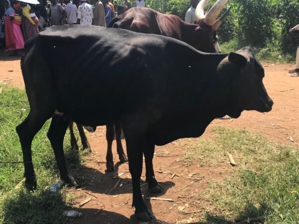 Midnight Black Bull
