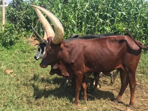 Crimson Warrior Bull