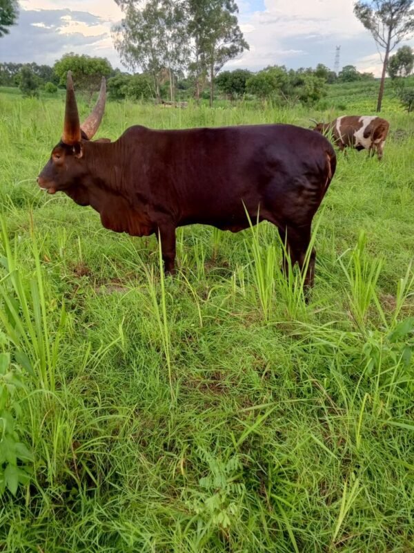 Amber Red Bull