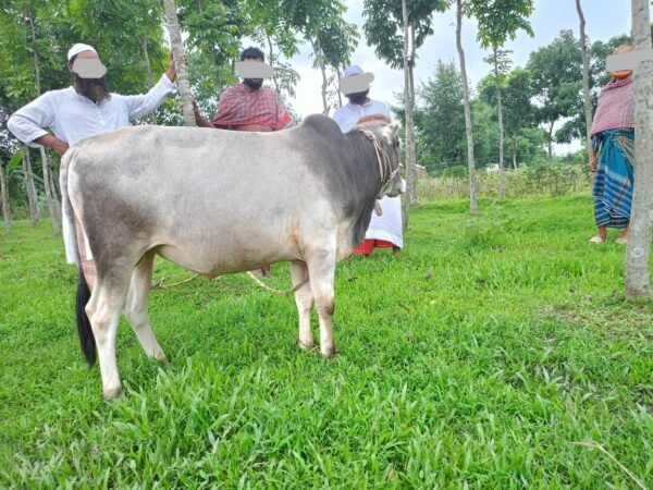 White Thunder Bull