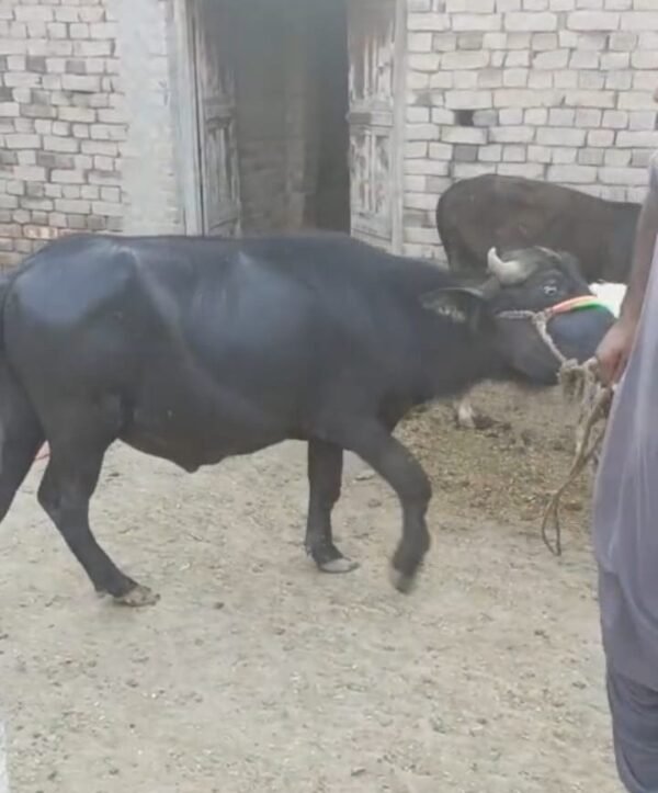 Jet Black Bull