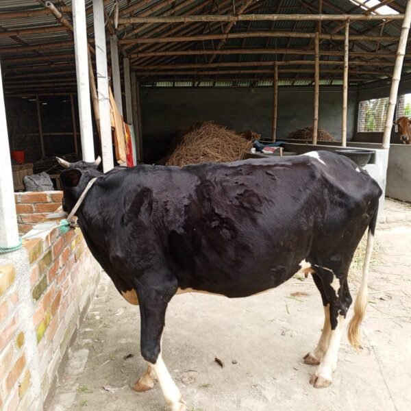Black Velvet Cow