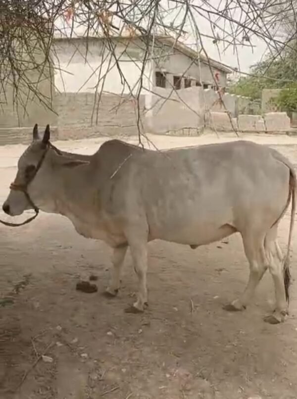 Diamond White Cow