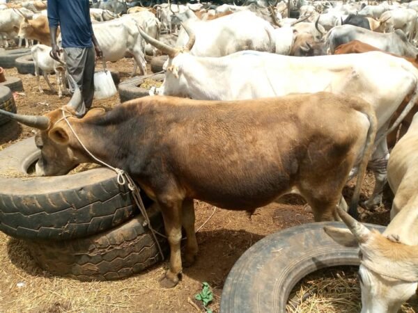 Tandoori Touch Bull