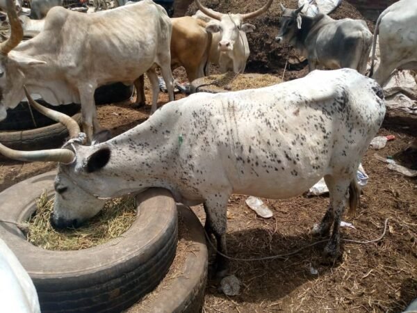 Black Star White Bull
