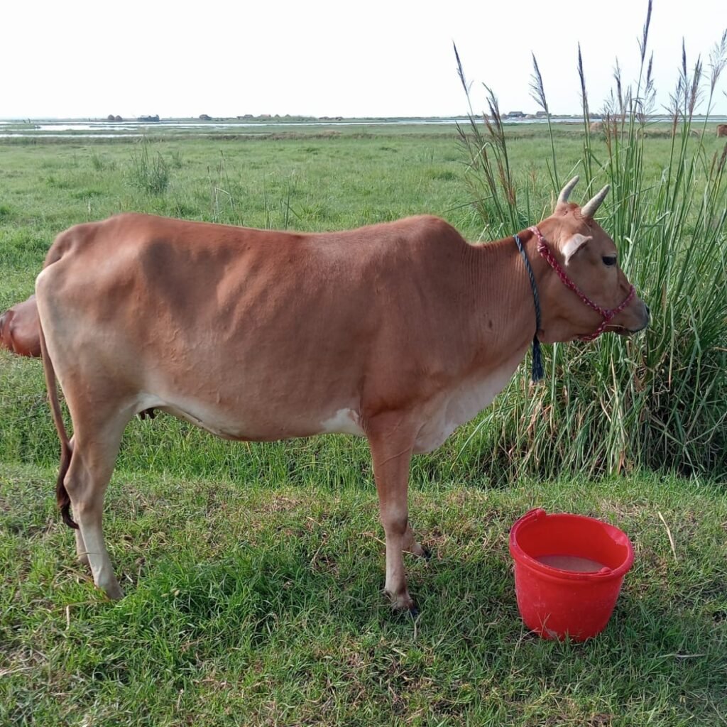 Golden Meadow Cow