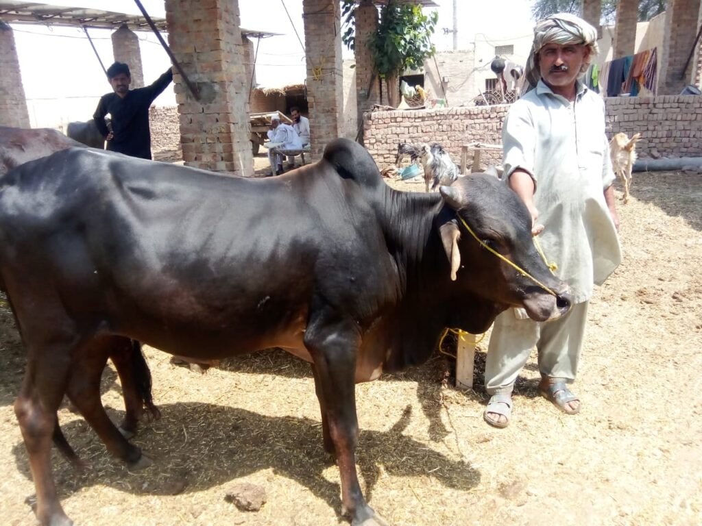 Shadow King Bull