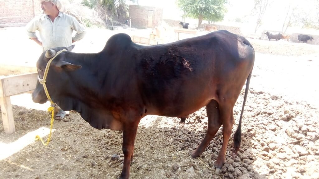 Brown Majesty Bull