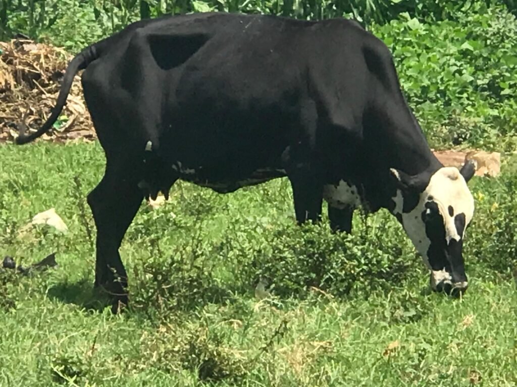 Midnight Mask Cow