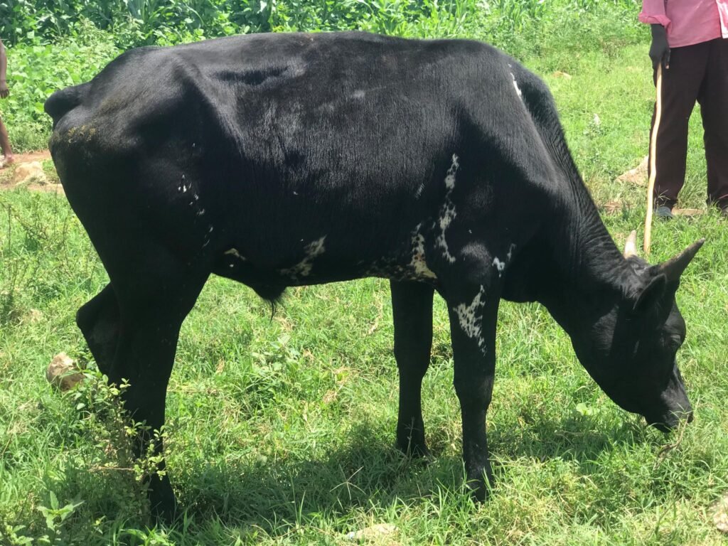 Black Pearl Bull
