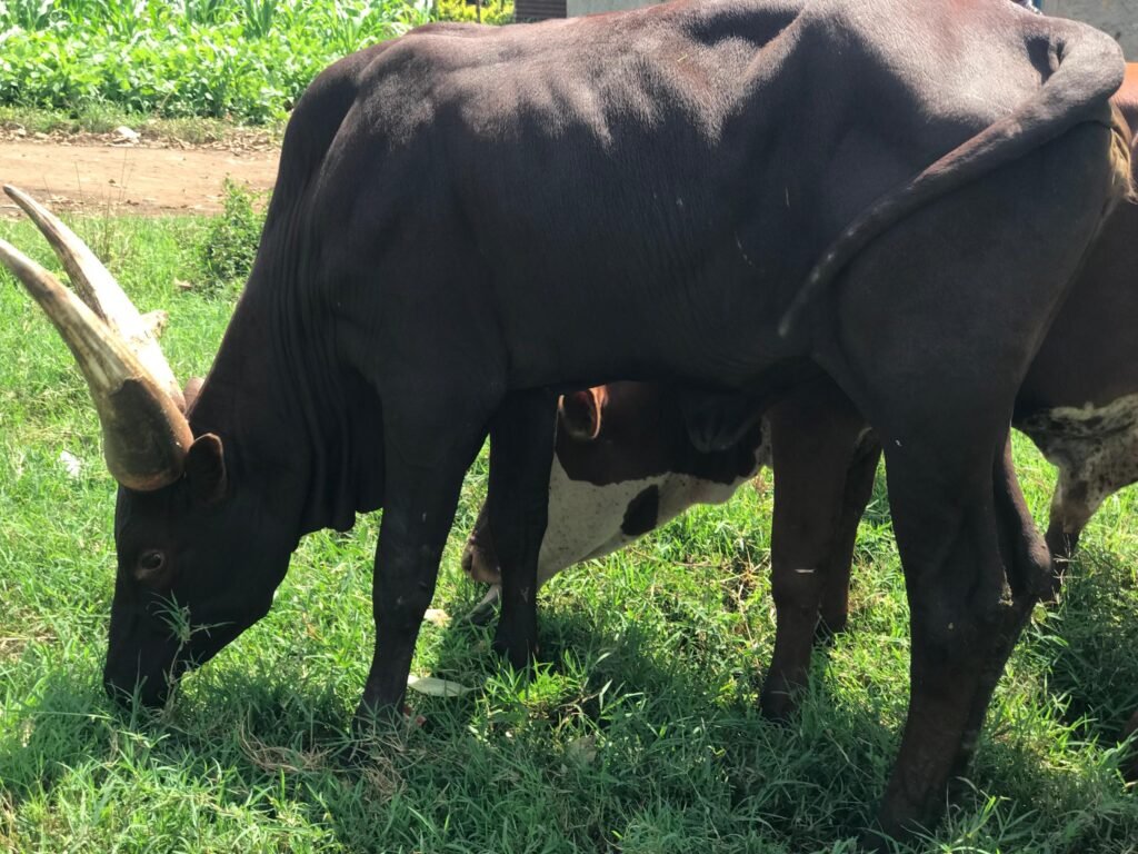 Ebony Horn Bull