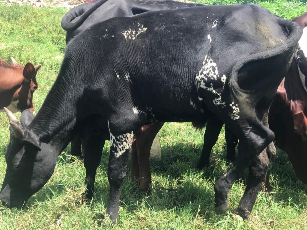 Speckled Midnight Bull