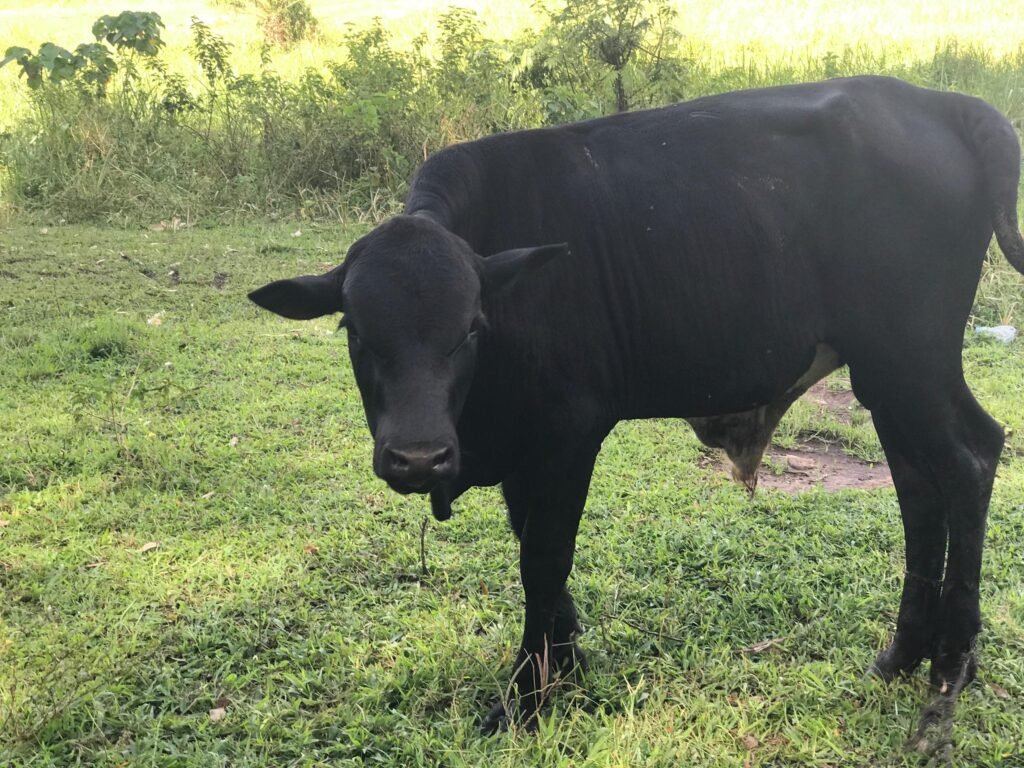 Midnight Royal Bull