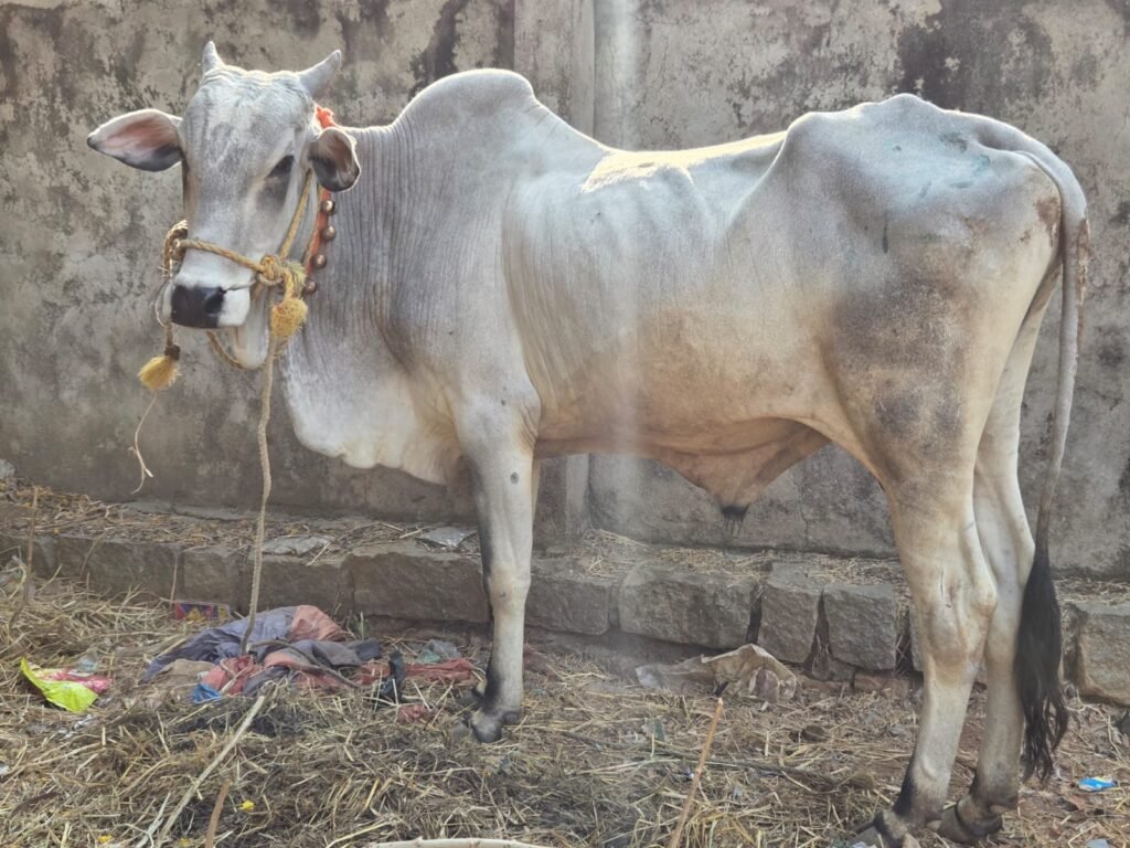 Silver Noble Bull