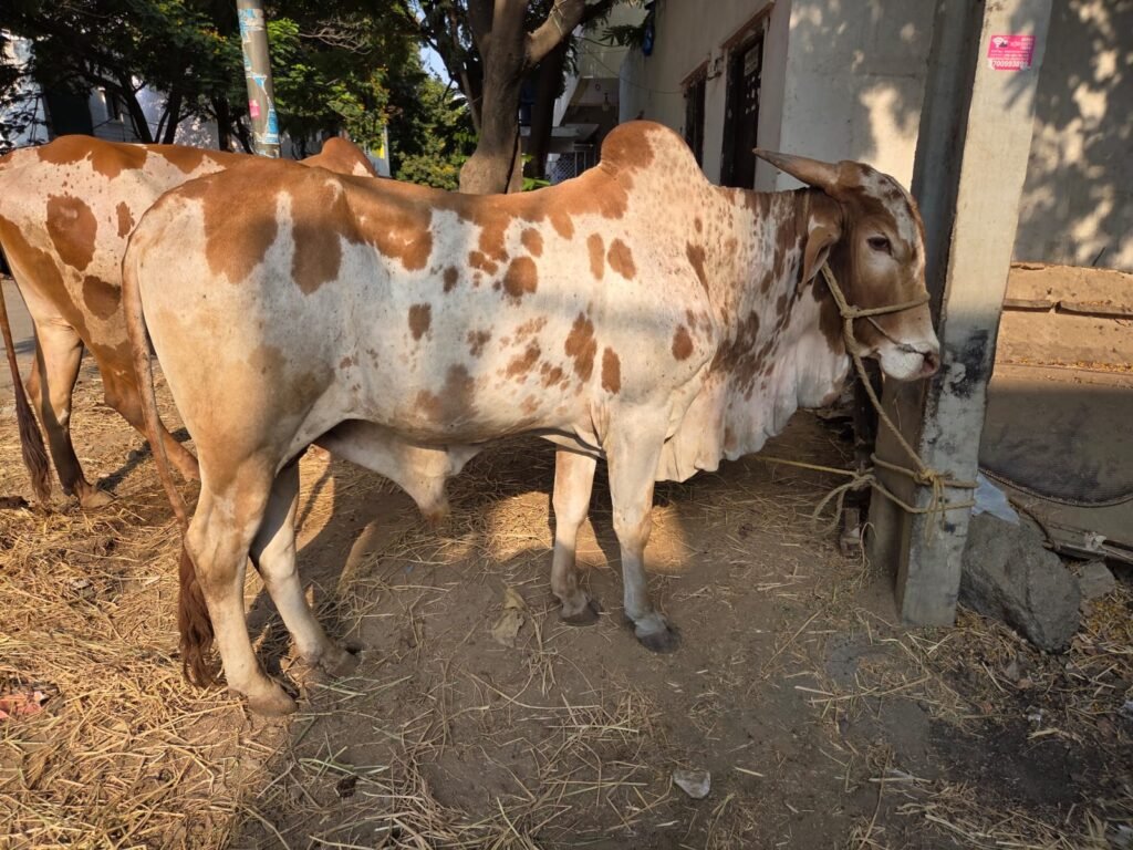 Spotted Caramel Bull