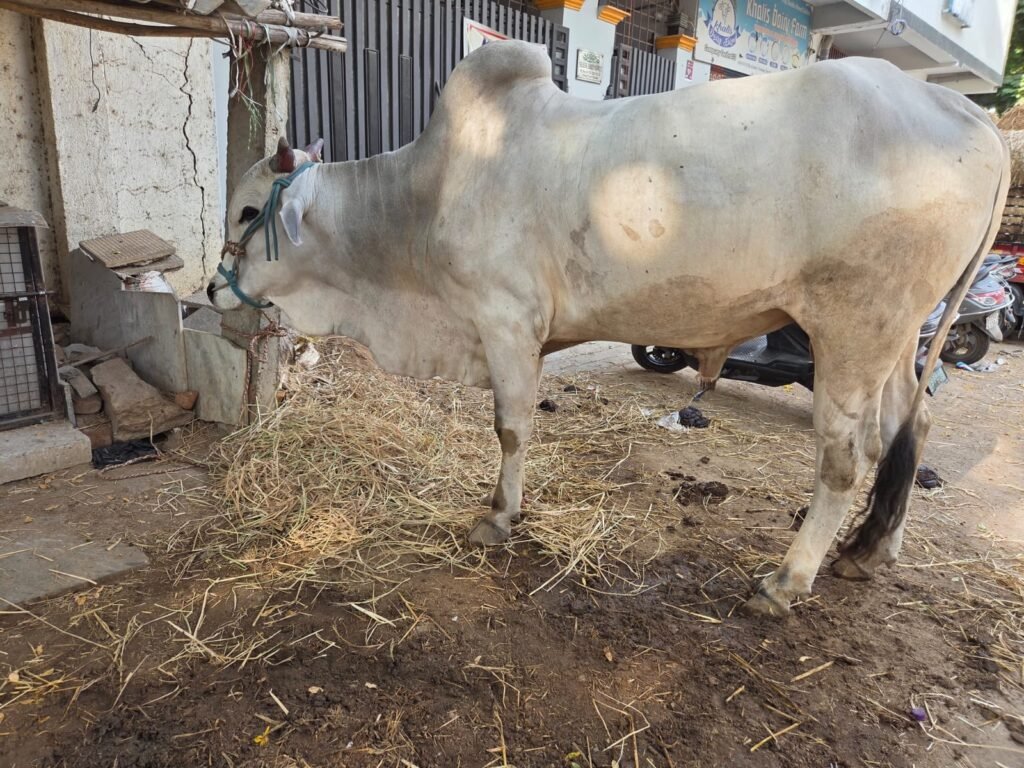 Silver Crown Bull