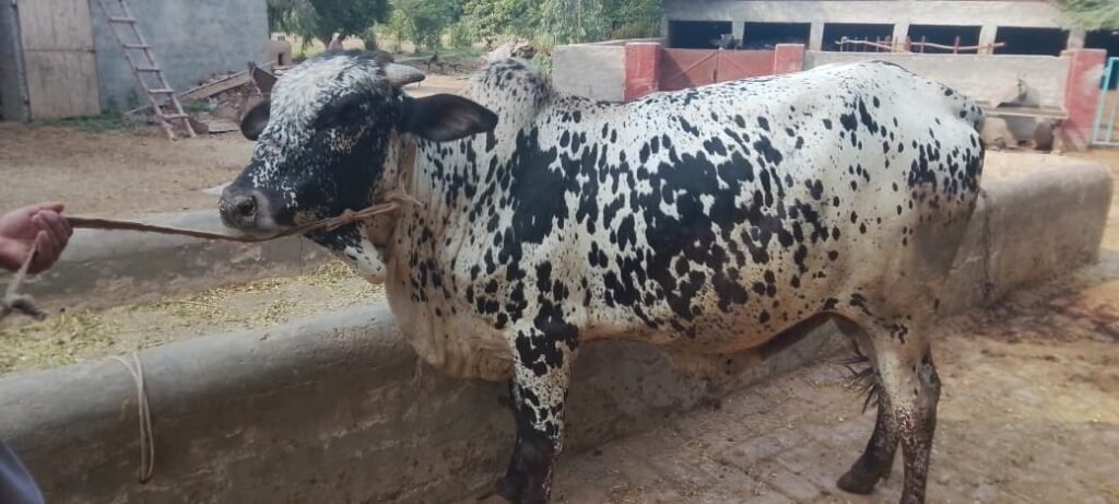 Dalmatian King Bull