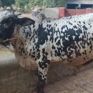 Dalmatian King Bull