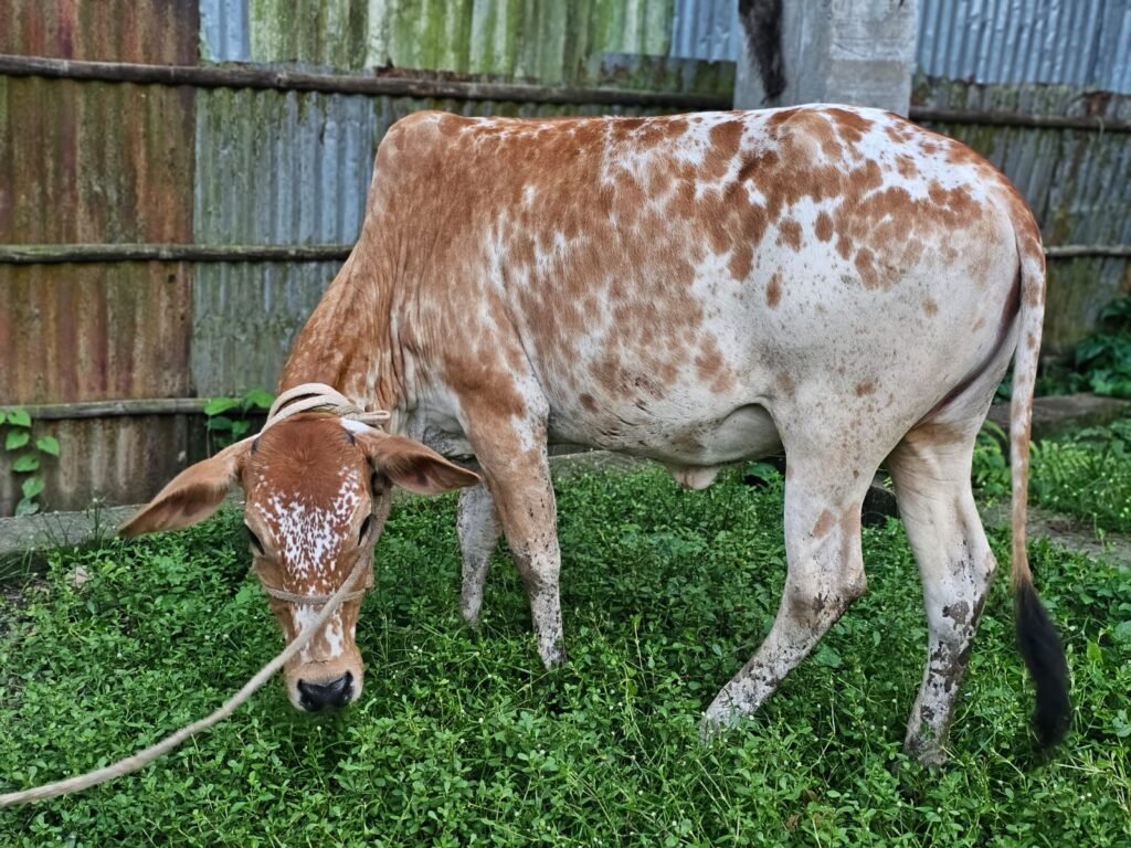 Cinnamon Speckle Cow