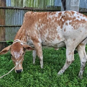 Cinnamon Speckle Cow