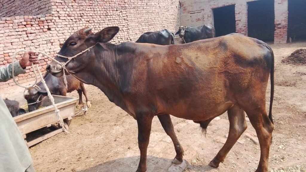 Bronze Shadow Bull