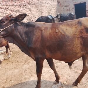 Bronze Shadow Bull