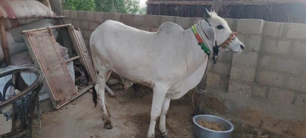 Pearl Grace Bull