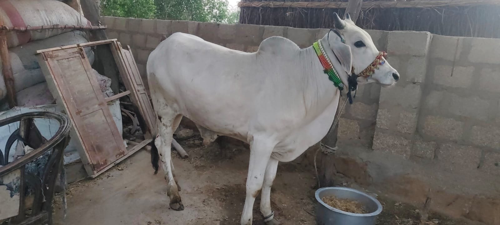Pearl Grace Bull