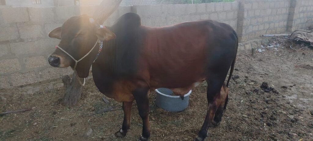 Copper Shadow Bull