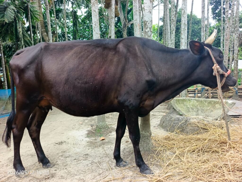 Chocolate Grace Cow