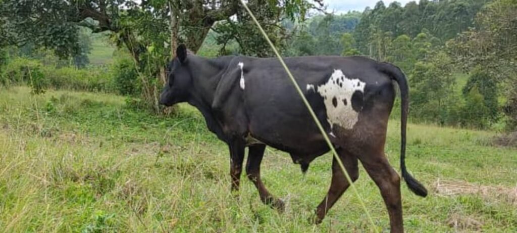 Panda Patch Bull