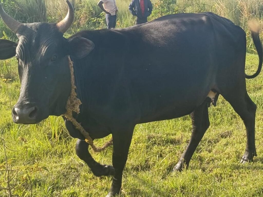 Midnight Grace Cow