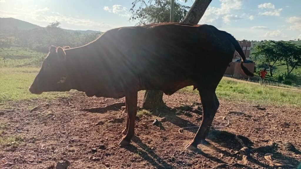 Dark Shadow Cow