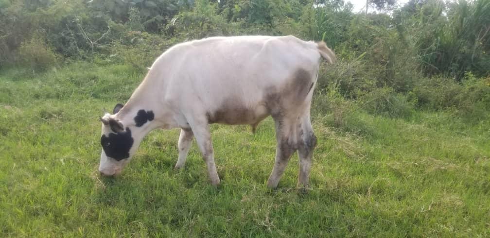 Snow Patch Bull