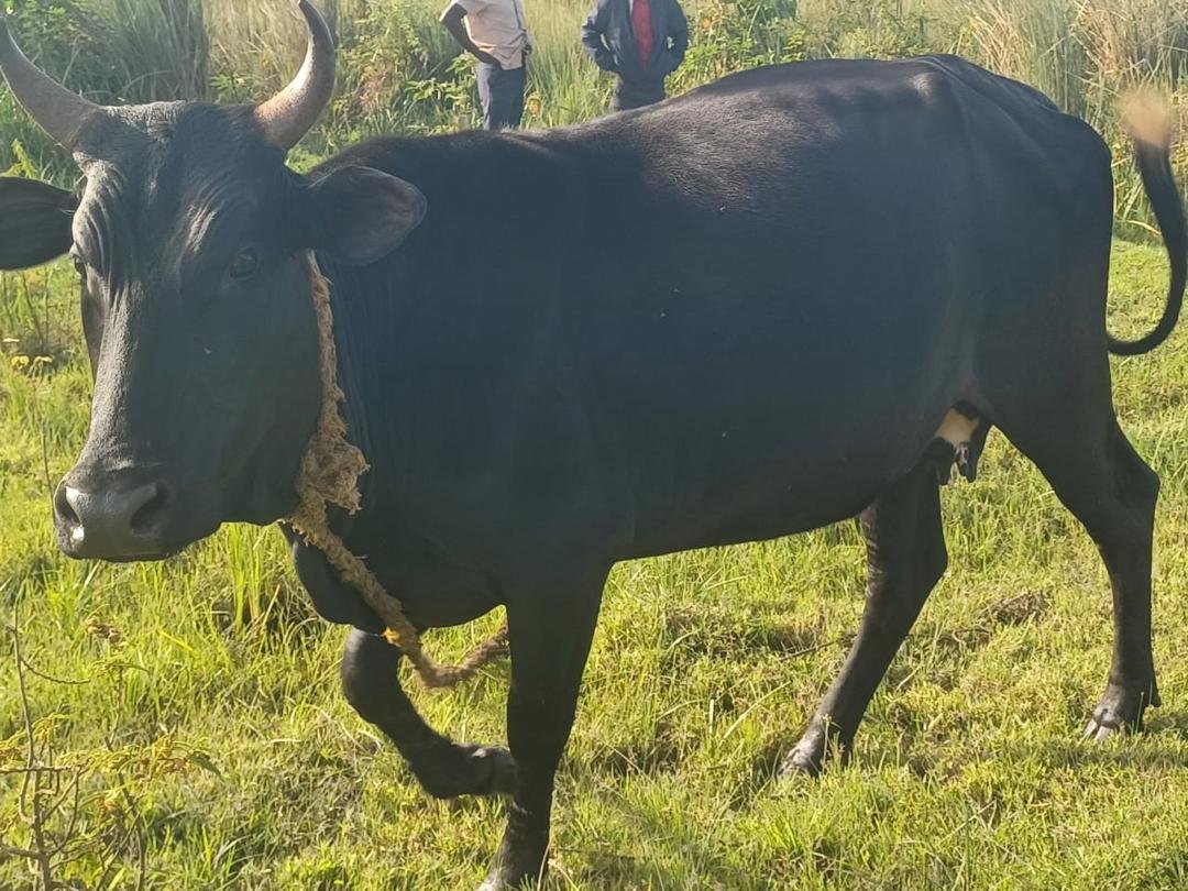 Midnight Grace Cow