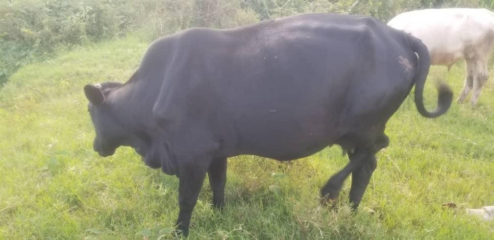 Midnight Velvet Cow