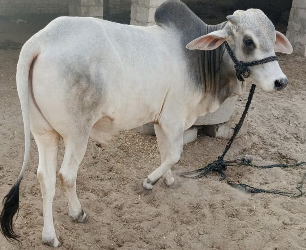 Silver Shade Bull