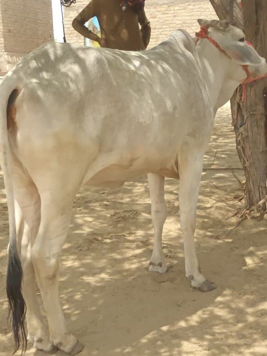 Moonlight Pearl Cow