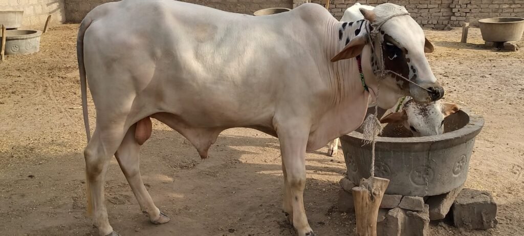Royal Pearl Bull