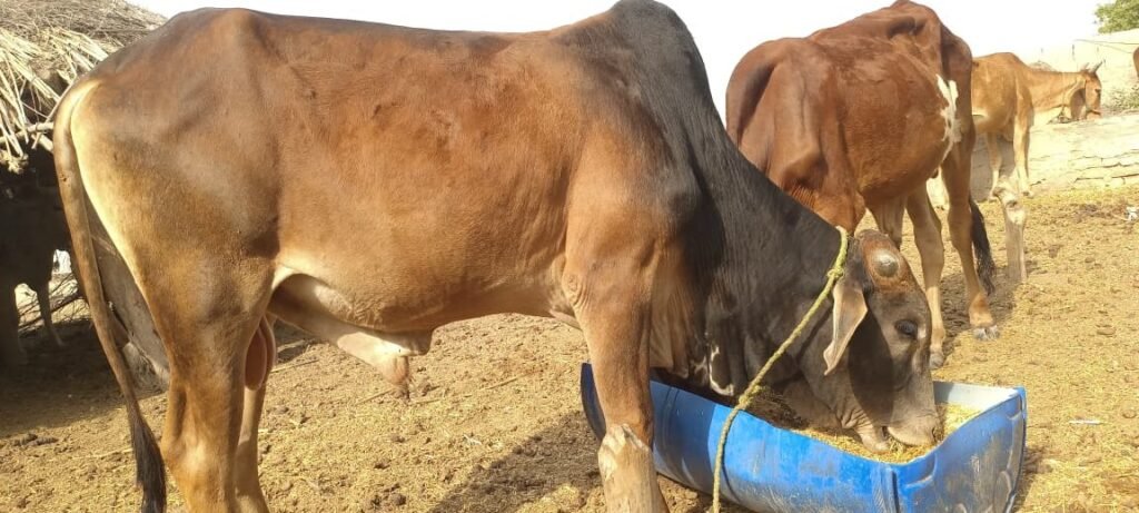 Golden Cocoa Bull