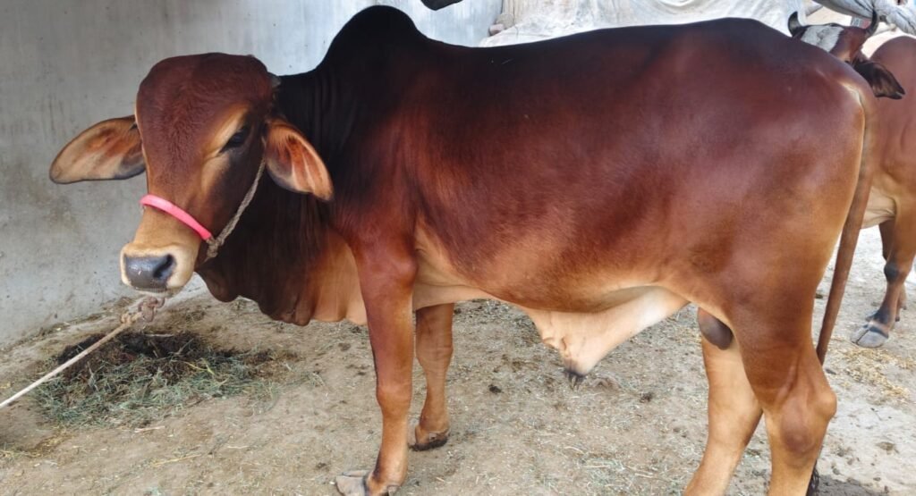 Ruby Brown Bull