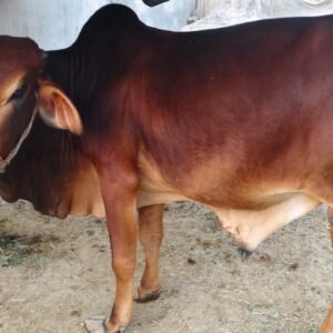 Ruby Brown Bull